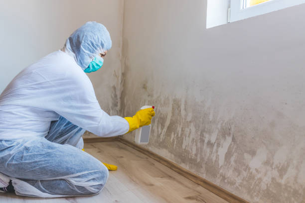 Licensed Mold Testing service in Round Hill, VA - WQB Mold Removal