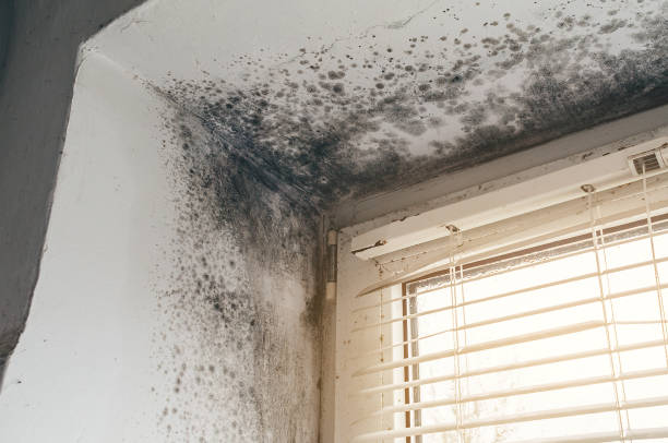 Affordable Mold Testing solutions in Round Hill, VA